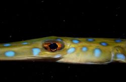 Cornet fish eyes (Fistularia tabacaria)

Taken at night... by João Paulo Krajewski 